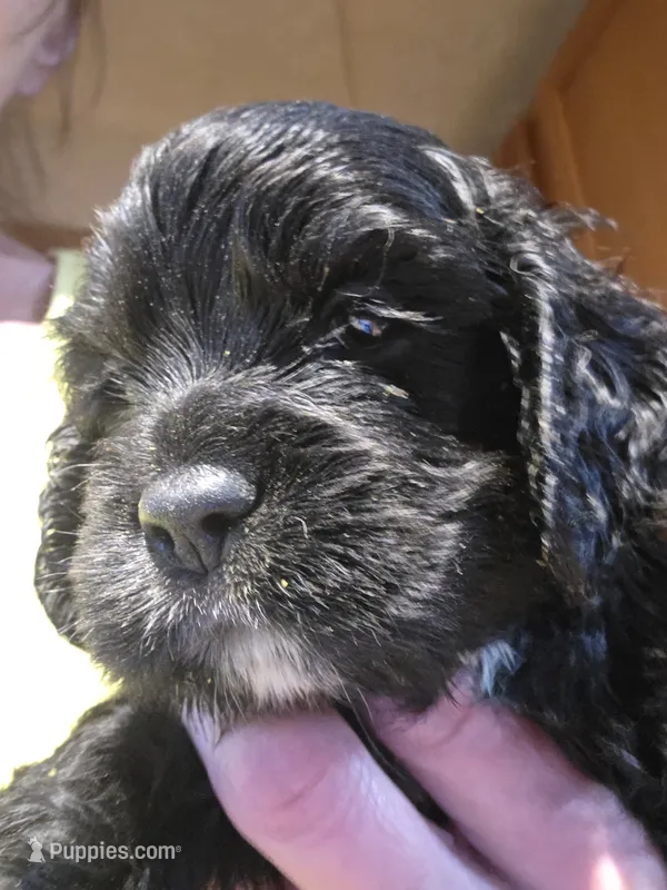 Black 1 – Cocker Spaniel puppy for sale in Rives Junction, MI
