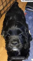 JET, a male Cocker Spaniel for sale in Rives Junction, MI – 3 of 5