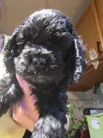 Black 2, a male Cocker Spaniel for sale in Rives Junction, MI – 2 of 2