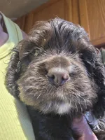 Black 1, a male Cocker Spaniel for sale in Rives Junction, MI – 4 of 5