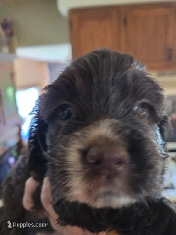 Ringer – Cocker Spaniel puppy for sale in Rives Junction, MI