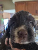 Ringer, a male Cocker Spaniel for sale in Rives Junction, MI – 1 of 7
