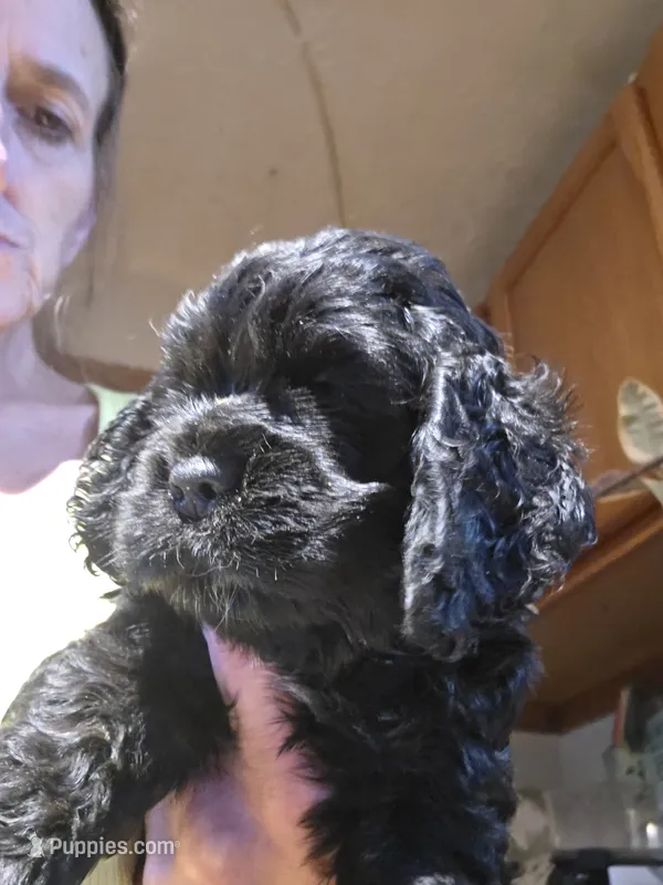 Black 2 – Cocker Spaniel puppy for sale in Rives Junction, MI