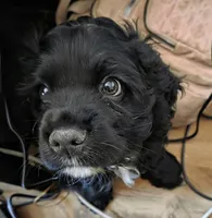 processed/1436f49c-38bc-4781-aa30-bfc57f67fb58/listing/5cdc92e0-0153-4f39-a53a-95f1f4c6198a/609b2257-cbd3-4a6b-81ce-3226215f5896