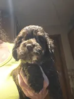 Chocolate 1, a male Cocker Spaniel for sale in Rives Junction, MI – 4 of 4
