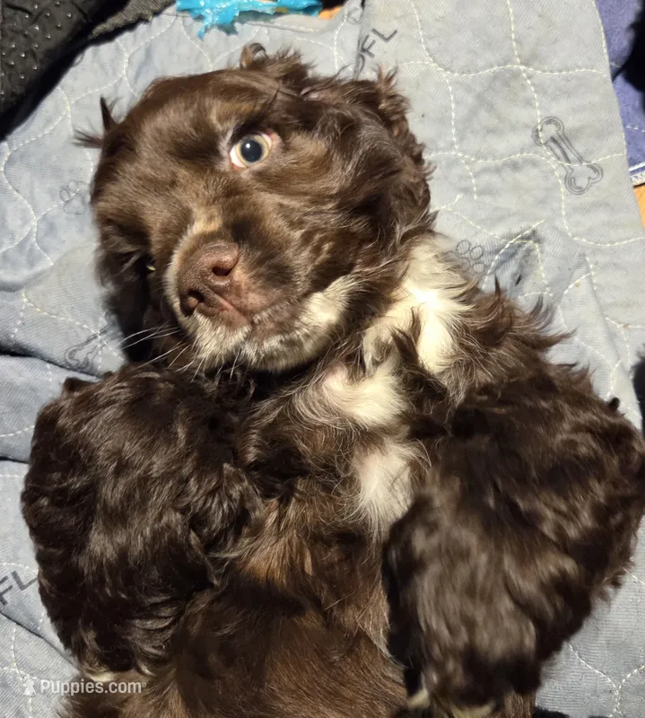 Ringer – Cocker Spaniel puppy for sale in Rives Junction, MI