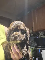 Chocolate 1, a male Cocker Spaniel for sale in Rives Junction, MI – 2 of 4