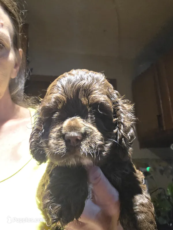 Chocolate 1 – Cocker Spaniel puppy for sale in Rives Junction, MI
