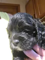 Black 1, a male Cocker Spaniel for sale in Rives Junction, MI – 2 of 5