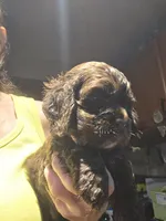 Chocolate 1, a male Cocker Spaniel for sale in Rives Junction, MI – 3 of 4