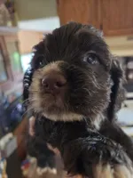 Ringer, a male Cocker Spaniel for sale in Rives Junction, MI – 7 of 7