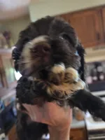 Ringer, a male Cocker Spaniel for sale in Rives Junction, MI – 2 of 7