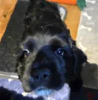 JET, a male Cocker Spaniel for sale in Rives Junction, MI – 5 of 5