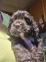 Black 1, a male Cocker Spaniel for sale in Rives Junction, MI – 5 of 5