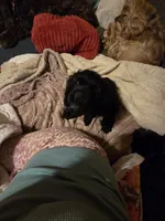 Coalie, a female Cocker Spaniel for sale in Rives Junction, MI – Photo 4 of 5