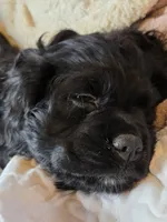 Coalie, a female Cocker Spaniel for sale in Rives Junction, MI – Photo 3 of 5