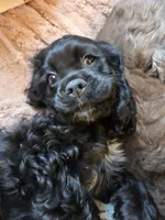 Coalie, a female Cocker Spaniel for sale in Rives Junction, MI – Photo 2 of 5