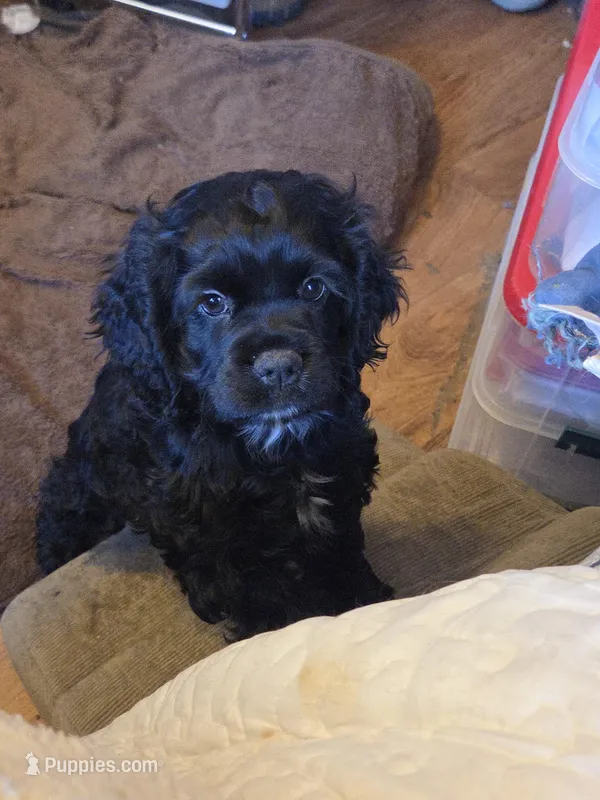 Coalie, a female Cocker Spaniel for sale in Rives Junction, MI – Photo 1 of 5