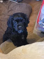 Coalie, a female Cocker Spaniel for sale in Rives Junction, MI – Photo 1 of 5