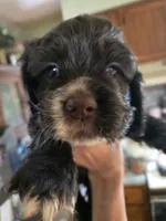 Ringer, a male Cocker Spaniel for sale in Rives Junction, MI – 4 of 7