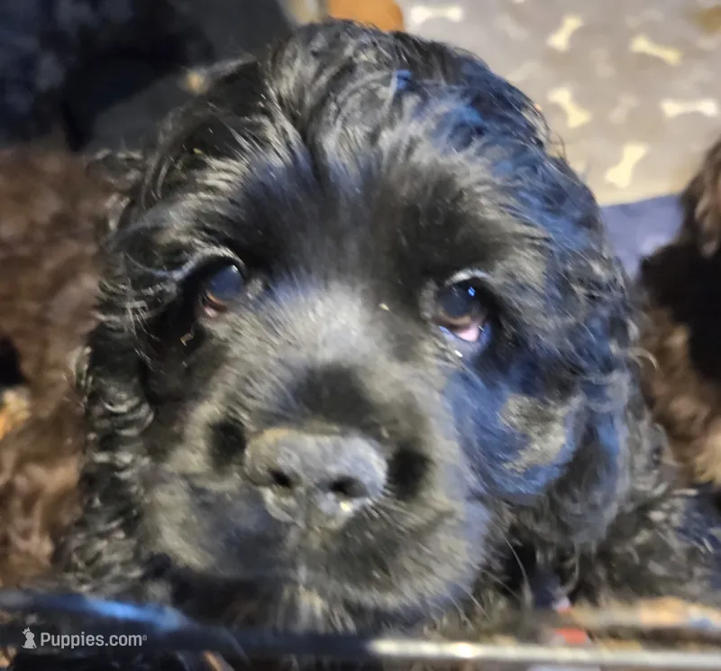 Coalie – Cocker Spaniel puppy for sale in Rives Junction, MI