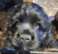 Coalie, a male Cocker Spaniel for sale in Rives Junction, MI – 1 of 3