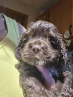 Black 1, a male Cocker Spaniel for sale in Rives Junction, MI – 3 of 5