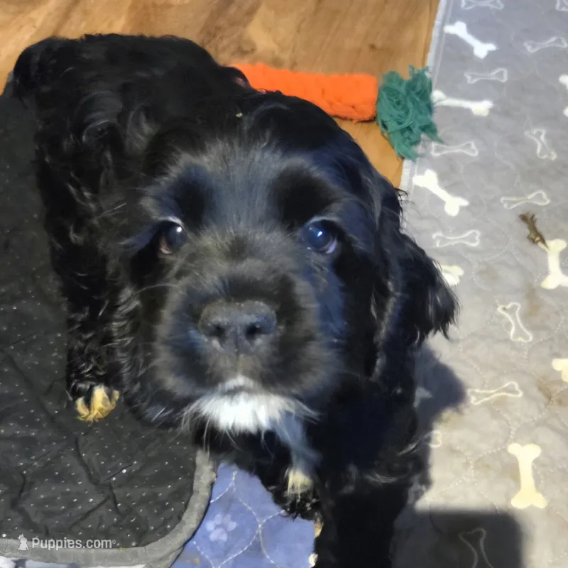 JET – Cocker Spaniel puppy for sale in Rives Junction, MI