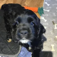 JET, a male Cocker Spaniel for sale in Rives Junction, MI – 1 of 5