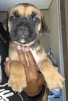 Sofia , a female Cane Corso for sale in Spring Lake, NC – 2 of 2