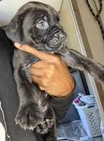 Brindle male , a male Cane Corso for sale in Spring Lake, NC – 2 of 2