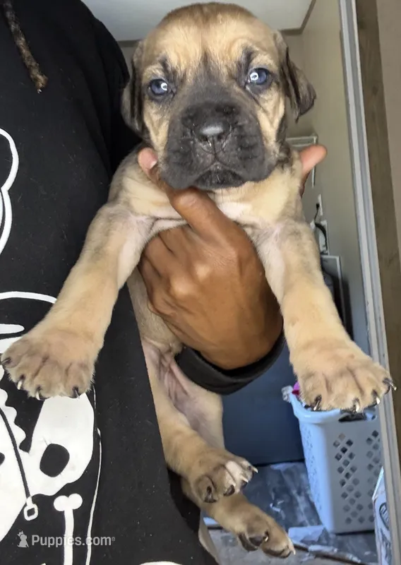 Fawn female  – Cane Corso puppy for sale in Spring Lake, NC