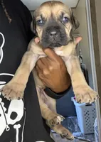 Fawn female , a female Cane Corso for sale in Spring Lake, NC – 1 of 2