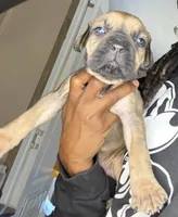 Fawn female , a female Cane Corso for sale in Spring Lake, NC – 2 of 2