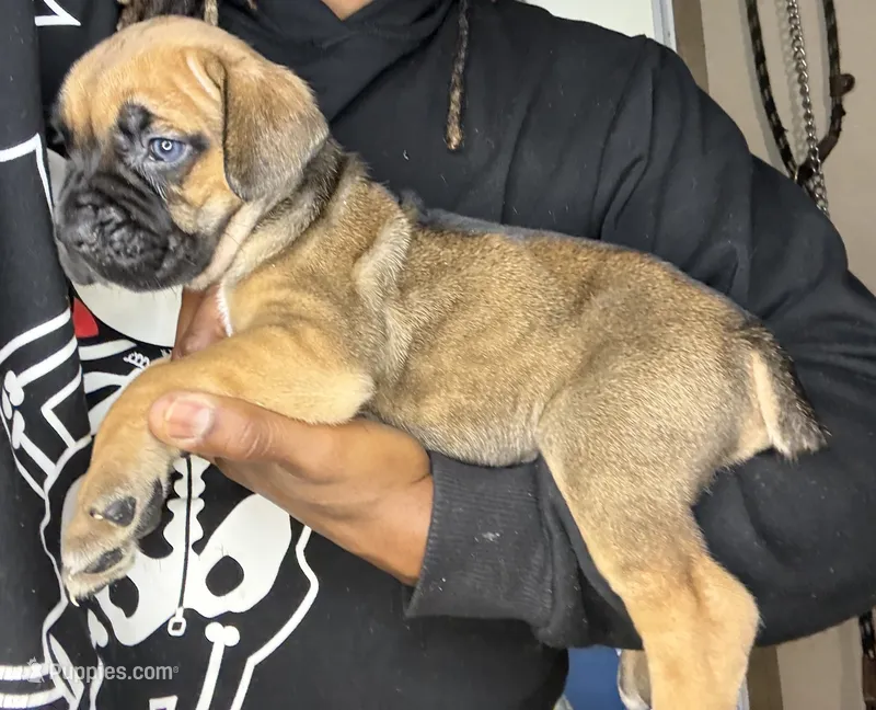 Sofia  – Cane Corso puppy for sale in Spring Lake, NC
