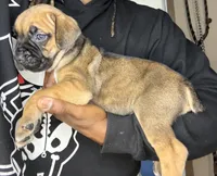 Sofia , a female Cane Corso for sale in Spring Lake, NC – 1 of 2