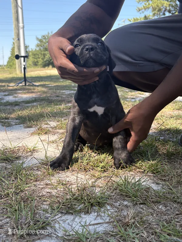 Brindle male  – Cane Corso puppy for sale in Spring Lake, NC