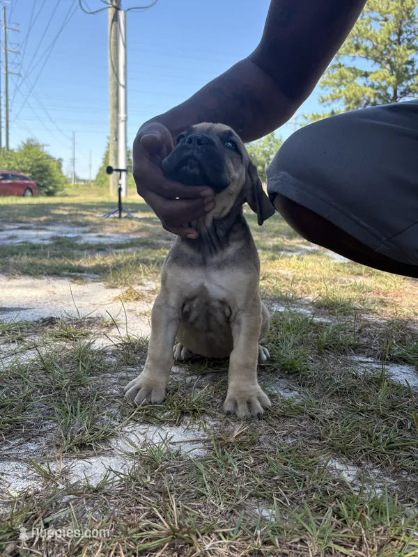 Fawn female  – Cane Corso puppy for sale in Spring Lake, NC