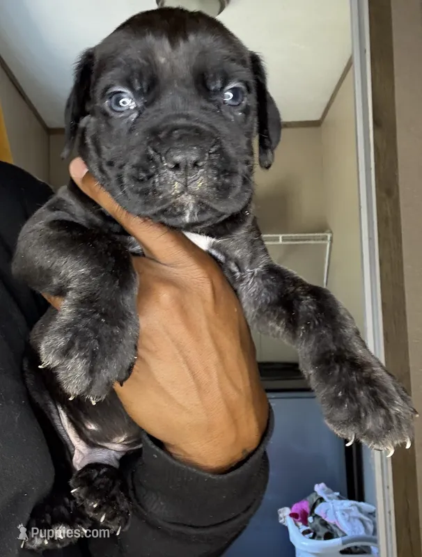 Brindle male  – Cane Corso puppy for sale in Spring Lake, NC