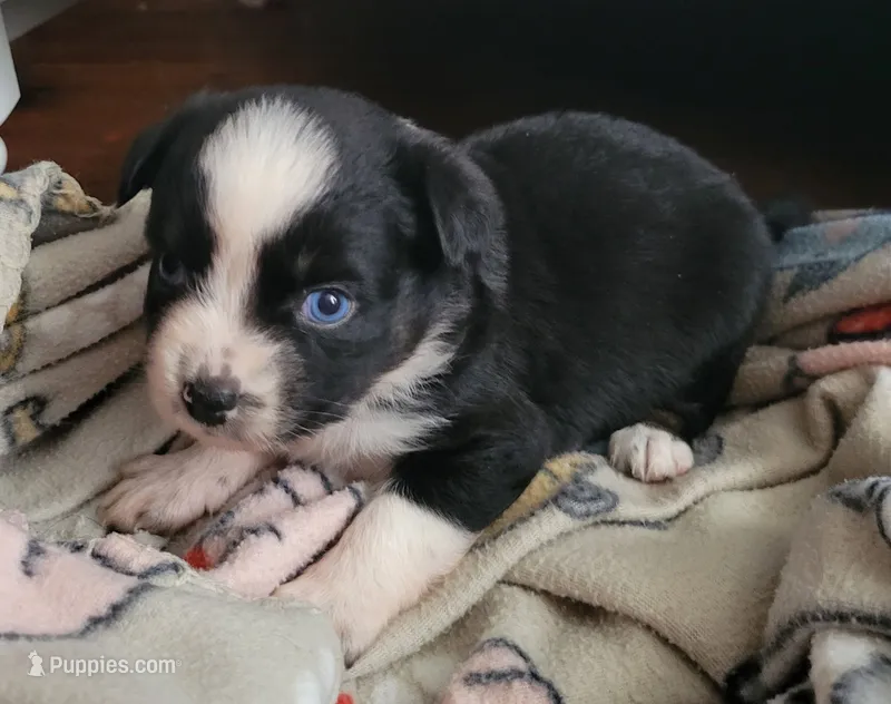 Minie – Miniature Australian Shepherd puppy for sale in San Saba, TX
