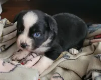 Minie, a female Miniature Australian Shepherd for sale in San Saba, TX – 1 of 3