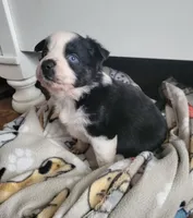 Chuba, a female Miniature Australian Shepherd for sale in San Saba, TX – 2 of 3