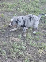 Lady, a female Miniature Australian Shepherd for sale in San Saba, TX – 3 of 3