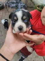 Bella, a female Miniature Australian Shepherd for sale in San Saba, TX – 4 of 4