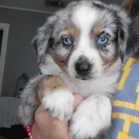 Lady, a female Miniature Australian Shepherd for sale in San Saba, TX – 4 of 5