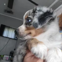 Lady, a female Miniature Australian Shepherd for sale in San Saba, TX – 5 of 5