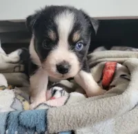 Bella, a female Miniature Australian Shepherd for sale in San Saba, TX – 1 of 4