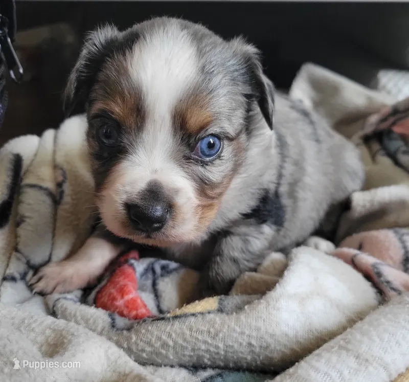 Lady – Miniature Australian Shepherd puppy for sale in San Saba, TX