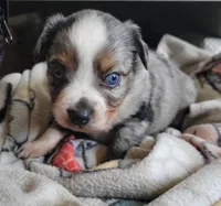 Lady, a female Miniature Australian Shepherd for sale in San Saba, TX – 1 of 3