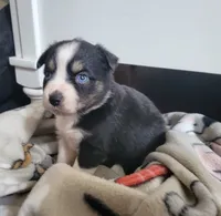 Bella, a female Miniature Australian Shepherd for sale in San Saba, TX – 2 of 4